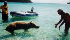 Pigs wade out to welcome us in the Bahamas